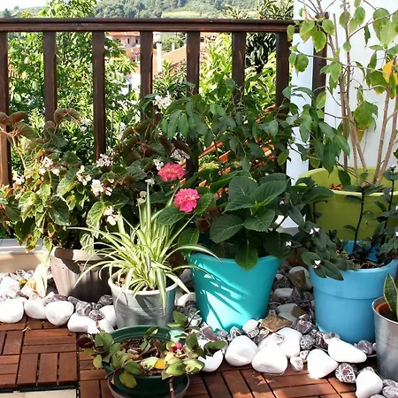 Flamouria بيت للعطل